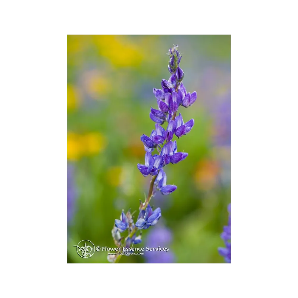 Esencia única californiana FES - Lupino (Lupinus latifolius) 7,4 ml
