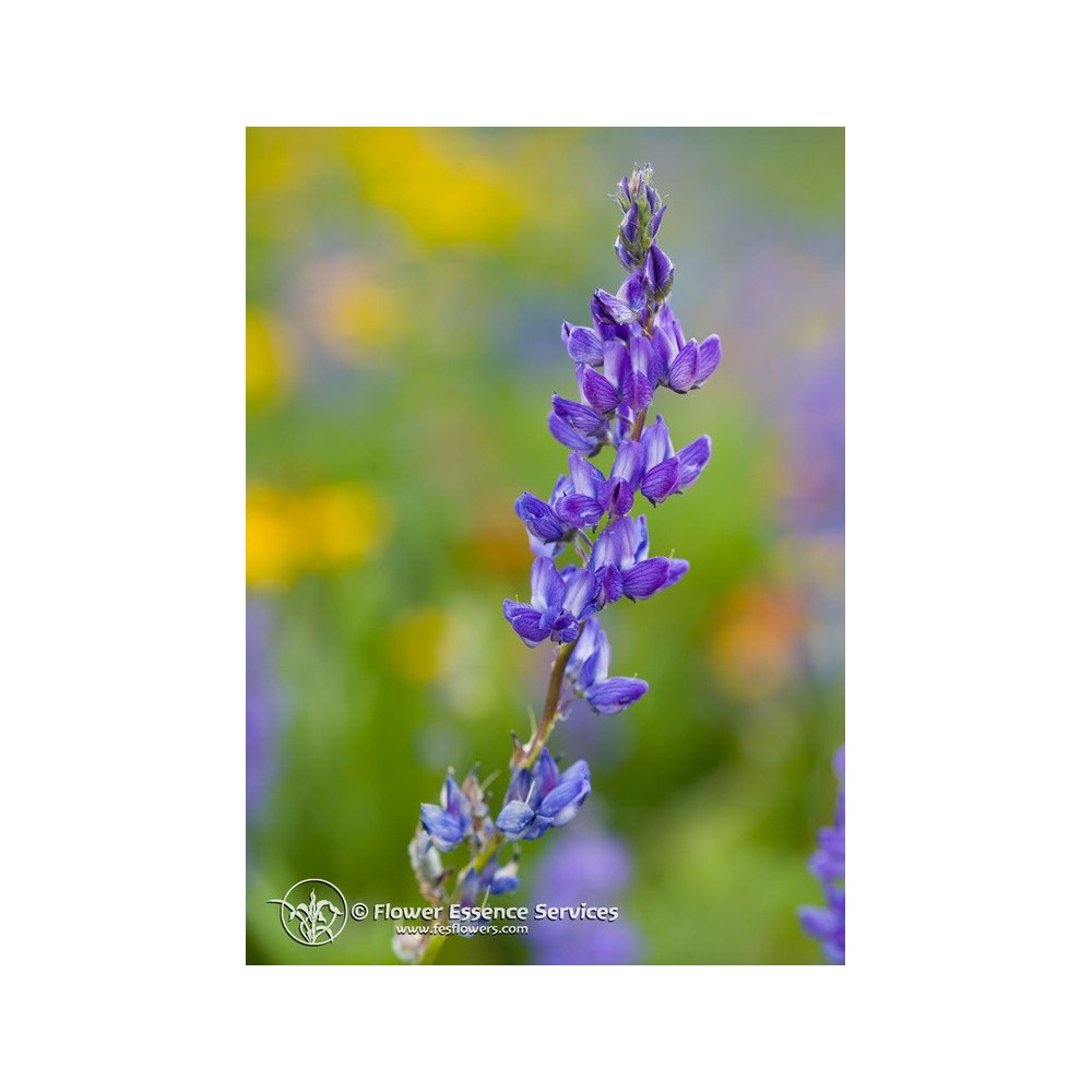 Essence Unique Californienne FES - Lupin (Lupinus latifolius) 7,4 ml