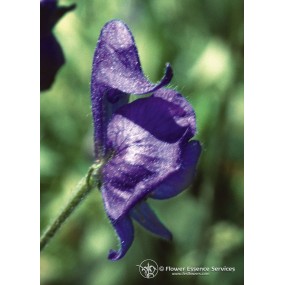 Californian Single Essence FES – Eisenhut (Aconitum columbianum) 7,4 ml