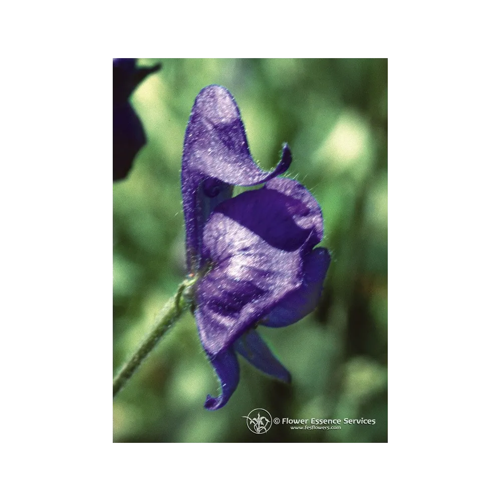 Essenza Singola Californiana FES - Monkshood (Aconitum columbianum) 7,4 ml