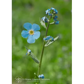 California Single Essence...