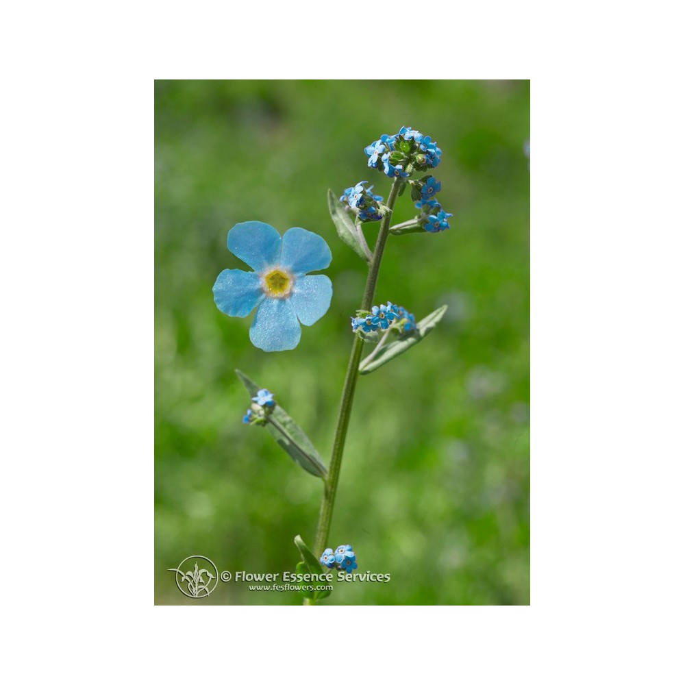 Essence unique californienne FES - Myosotis des montagnes (Hackelia micrantha) 7,4 ml