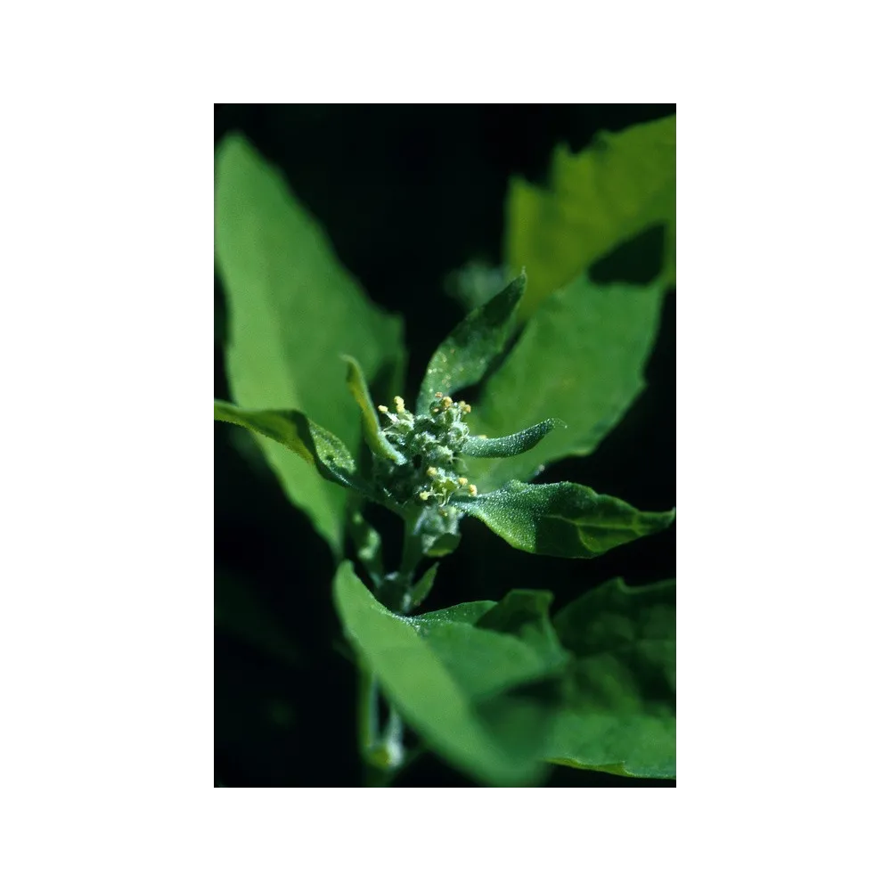 Esencia única de Alaska - Cenizo (Chenopodium album) 7,4 ml