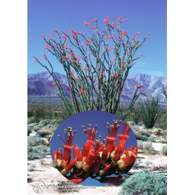 Esencia única californiana FES - Ocotillo (Fouquieria splendens) 7,4 ml