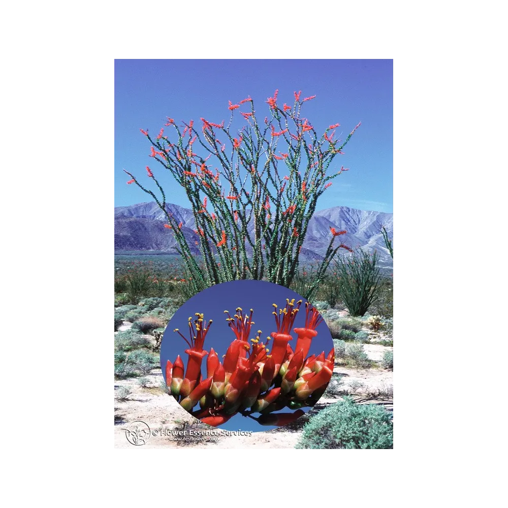 Esencia californiana única FES – Ocotillo