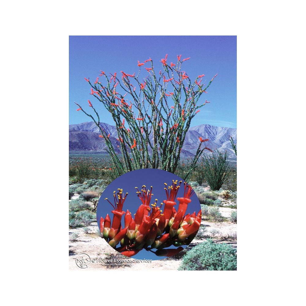 Essence unique californienne FES - Ocotillo (Fouquieria Splendens) 7,4 ml