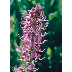 Essenza Singola Californiana FES - Pedicularis (Pedicularis groenlandica) 7,4 ml
