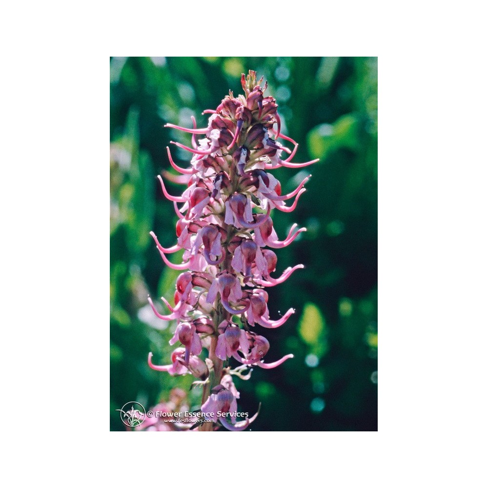 Californian Single Essence FES - Pedicularis (Pedicularis groenlandica) 7.4 ml