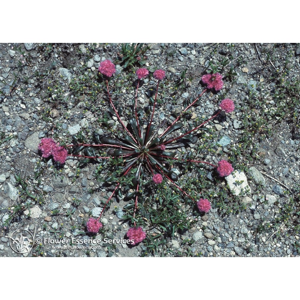 Esencia única californiana FES - Patas de coño (Calyptridium umbellatum) 7,4 ml