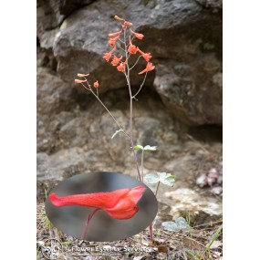Esencia única californiana FES - Larkspur roja (Delphinium nudicaule) 7,4 ml
