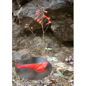 Esencia única californiana...
