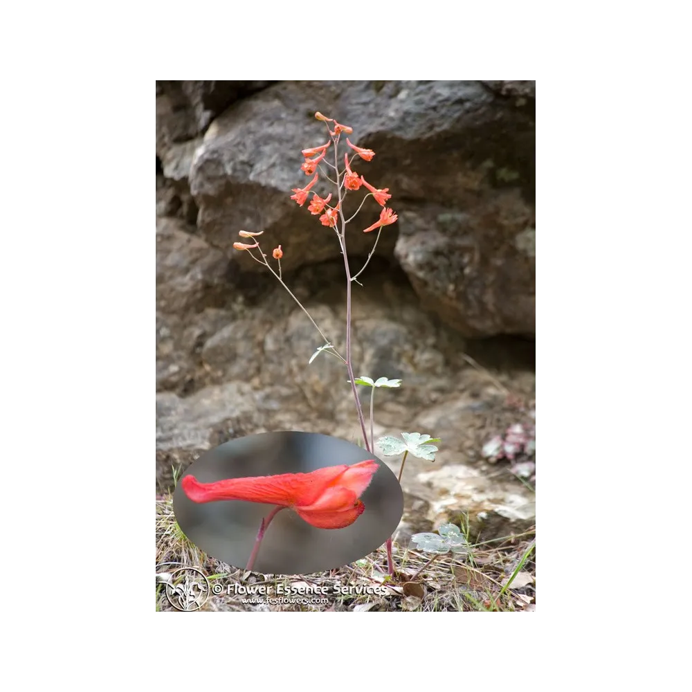 Esencia californiana única FES – Espuela de caballero roja