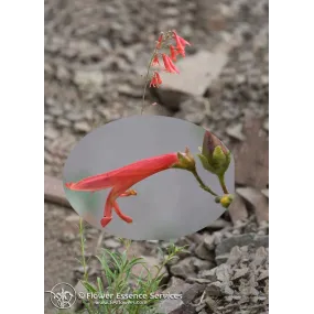 Esencia única californiana FES – Penstemon rojo