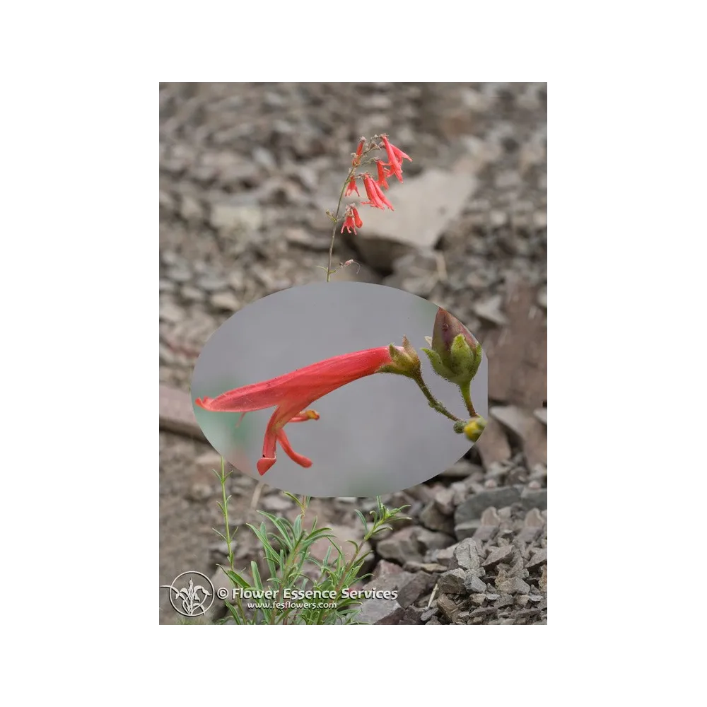 FES mono-essence californienne – Penstemon rouge