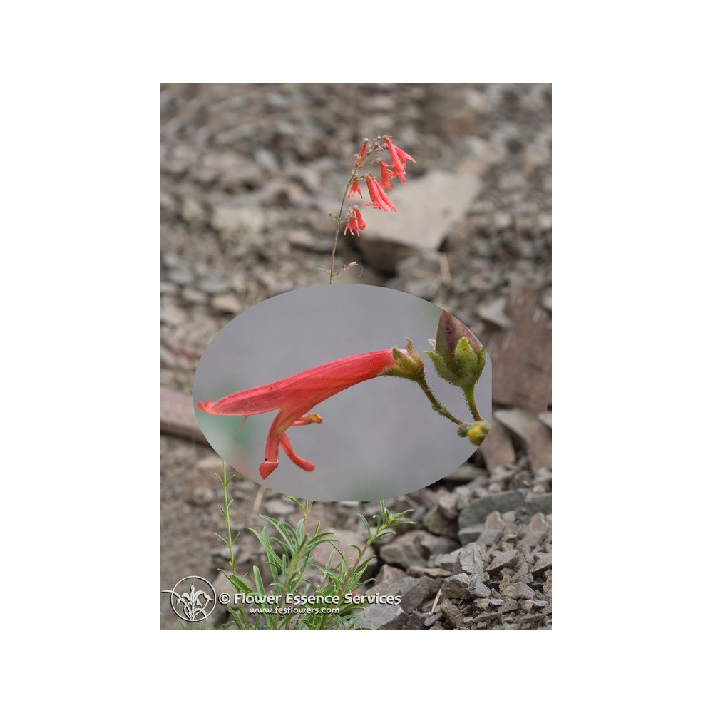 Esencia única californiana FES - Penstemon rojo (Penstemon rostriflorus) 7,4 ml