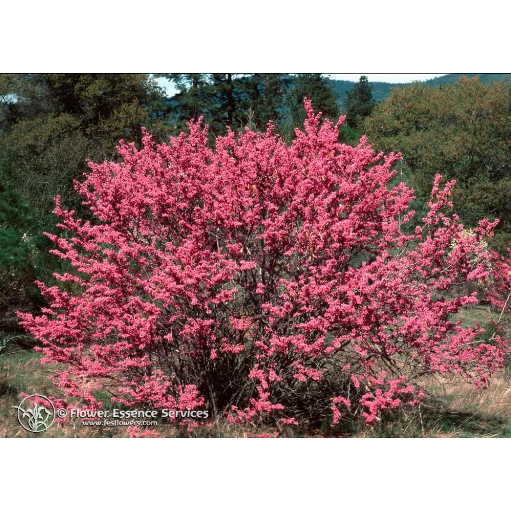 Esencia única californiana FES – Redbud