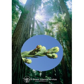 Esencia única californiana FES - Secoya roja (Sequoia sempervirens) 7,4 ml