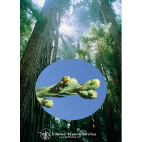 FES Californian Single...