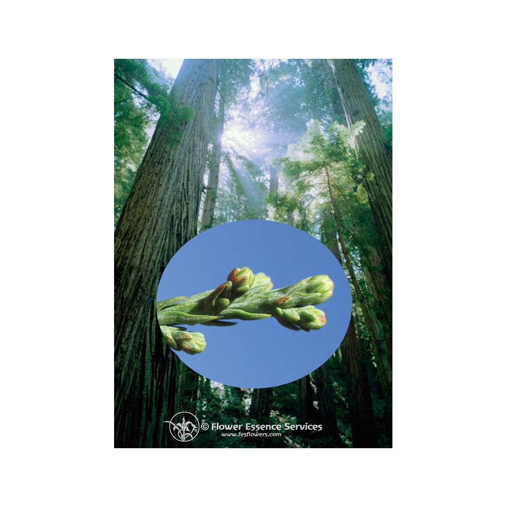 FES Californian Single Essence - Redwood (Sequoia sempervirens) 7.4 ml