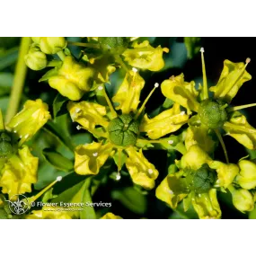 Californian Single Essence...