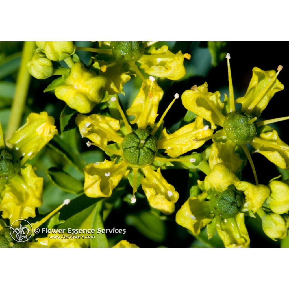 Esencia única californiana FES - Ruda (Ruta graveolens) 7,4 ml
