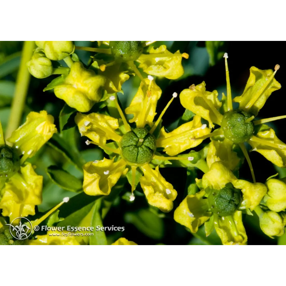 Esencia única californiana FES - Ruda (Ruta graveolens) 7,4 ml