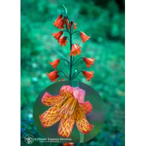 California Single Essence...