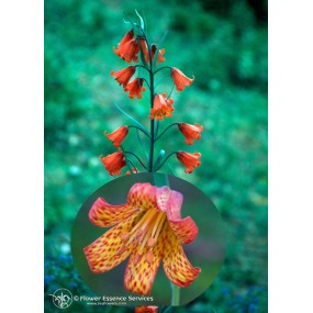 FES Californian Single Essence – Scarlet Fritillary (Fritillaria recurva) 7,4 ml