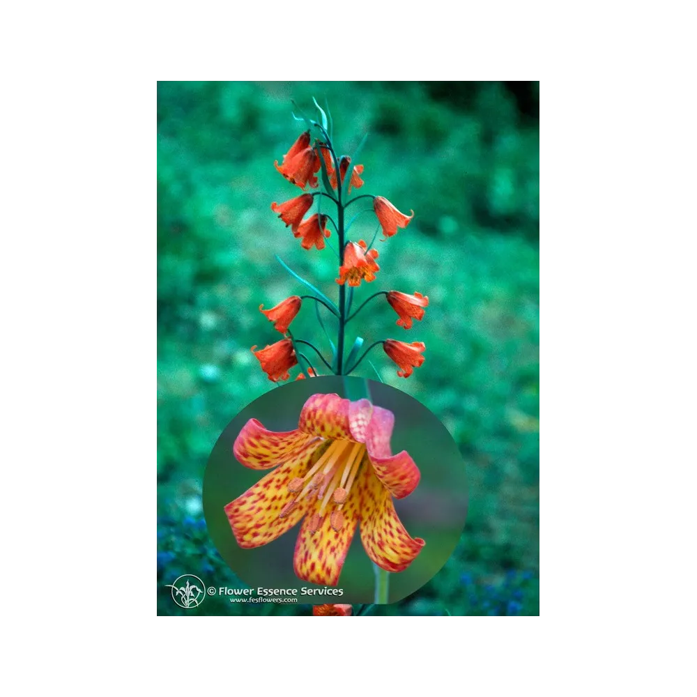 Californian Single Essence FES - Scarlet Fritillary