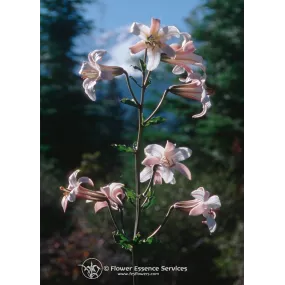 California Single Essence...