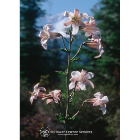 Essence unique californienne FES - Lys Shasta (Lilium washingtonianum) 7,4 ml