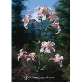 Essenza Singola Californiana FES - Shasta Lily (Lilium washingtonianum) 7,4 ml