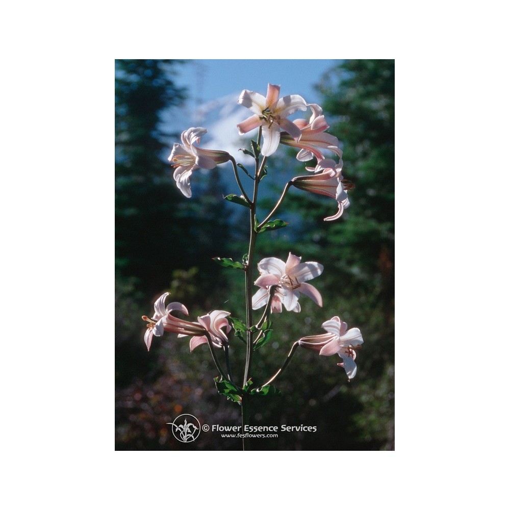 Essenza Singola Californiana FES - Shasta Lily (Lilium washingtonianum) 7,4 ml
