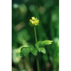 Esencia única de Alaska -...