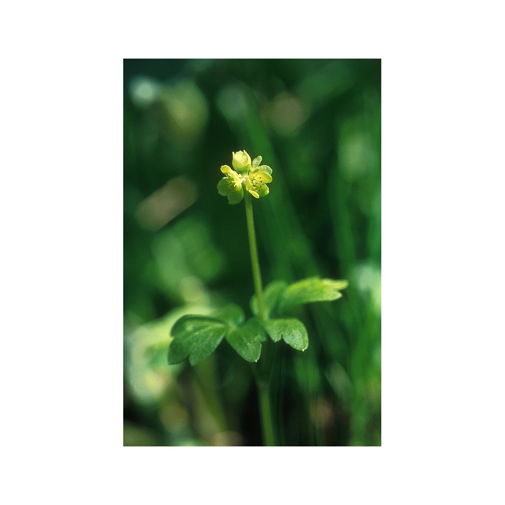 Alaska Single Essence - Moschatel (Adoxa moschatelina) 7,4 ml