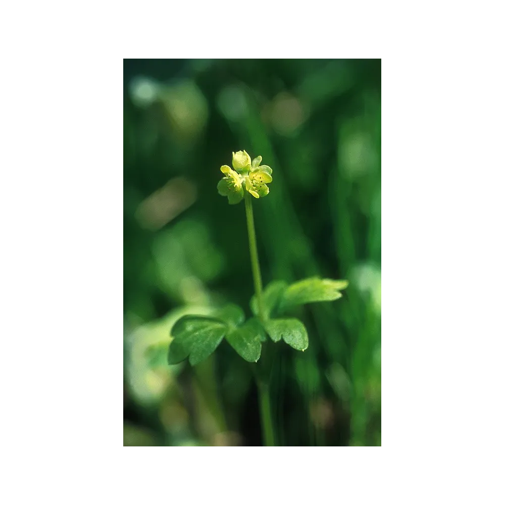 Esencia única Alaska - Moschatel (Adoxa moschatelina) 7,4 ml