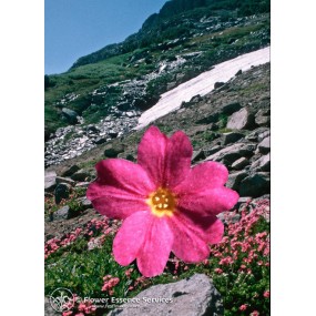 FES Californian Single Essence - Sierra Primrose (Primula suffrutescens) 7.4 ml