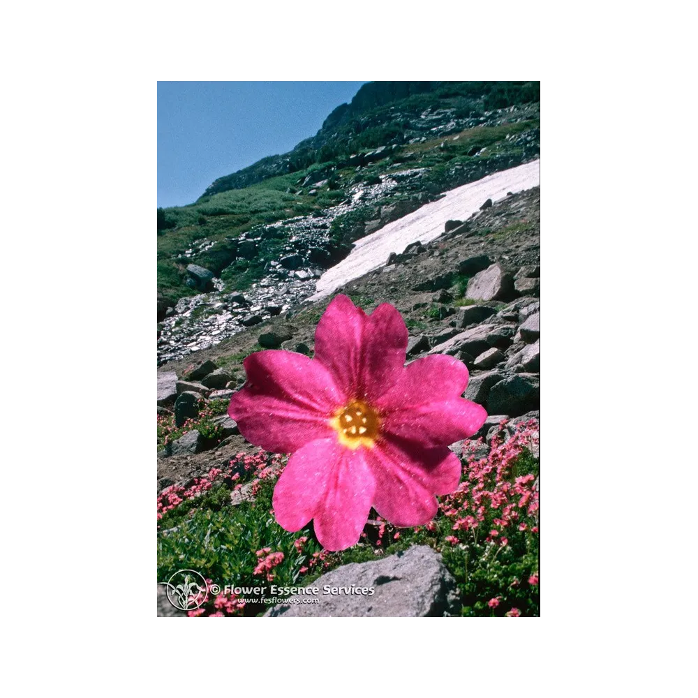Esencia californiana única FES - Sierra Primrose