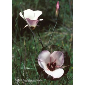 Californian Single Essence FES - Splendid Mariposa Lily (Calochortus Splendens) 7.4 ml