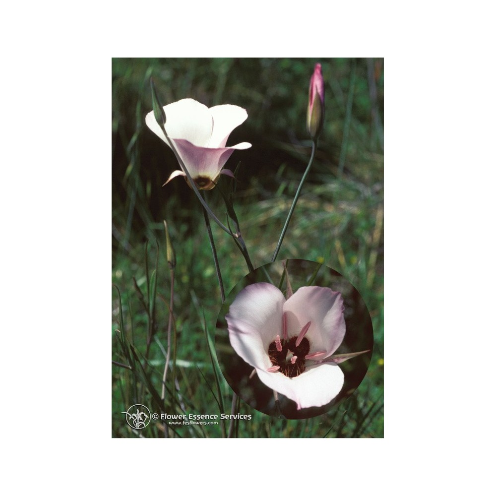 Californian Single Essence FES - Splendid Mariposa Lily (Calochortus Splendens) 7.4 ml