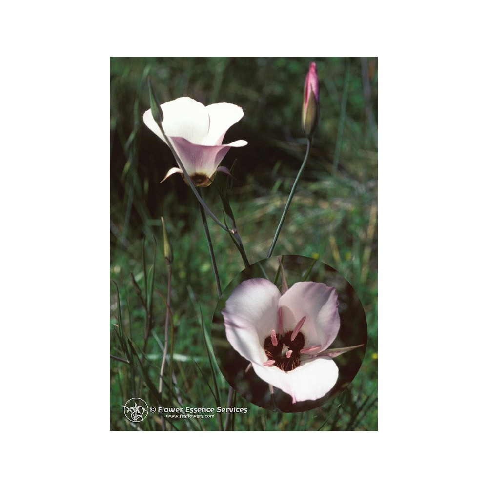 Essence Unique Californienne FES - Lys Mariposa Splendide (Calochortus Splendens) 7,4 ml