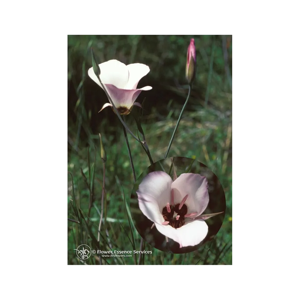 Essenza Singola Californiana FES - Splendid Mariposa Lily (Calochortus splendens) 7,4 ml