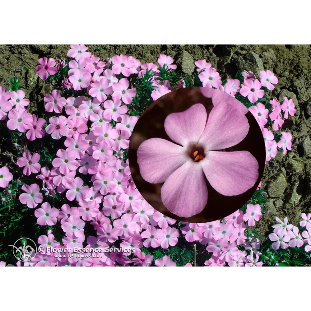 Esencia única californiana FES - Phlox extendido