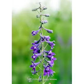 FES Essence unique...