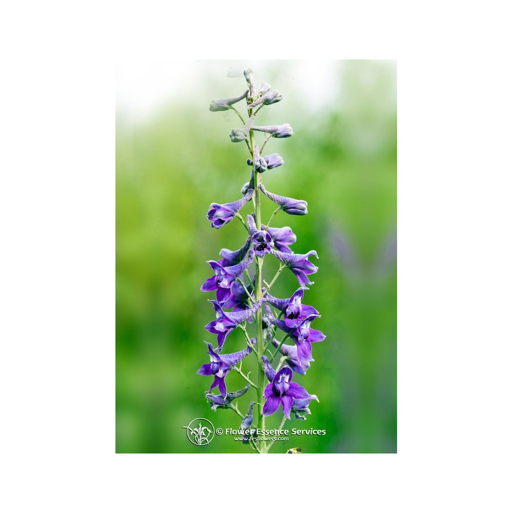 Essence unique californienne FES - Grand mont. Larkspur (Delphinium glaucum) 7,4 ml