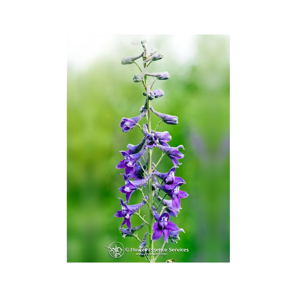 Essence unique californienne FES - Grand mont. Larkspur (Delphinium glaucum) 7,4 ml