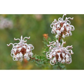 Single Essences Australian Bush - Gray Spider Flower 15 ml