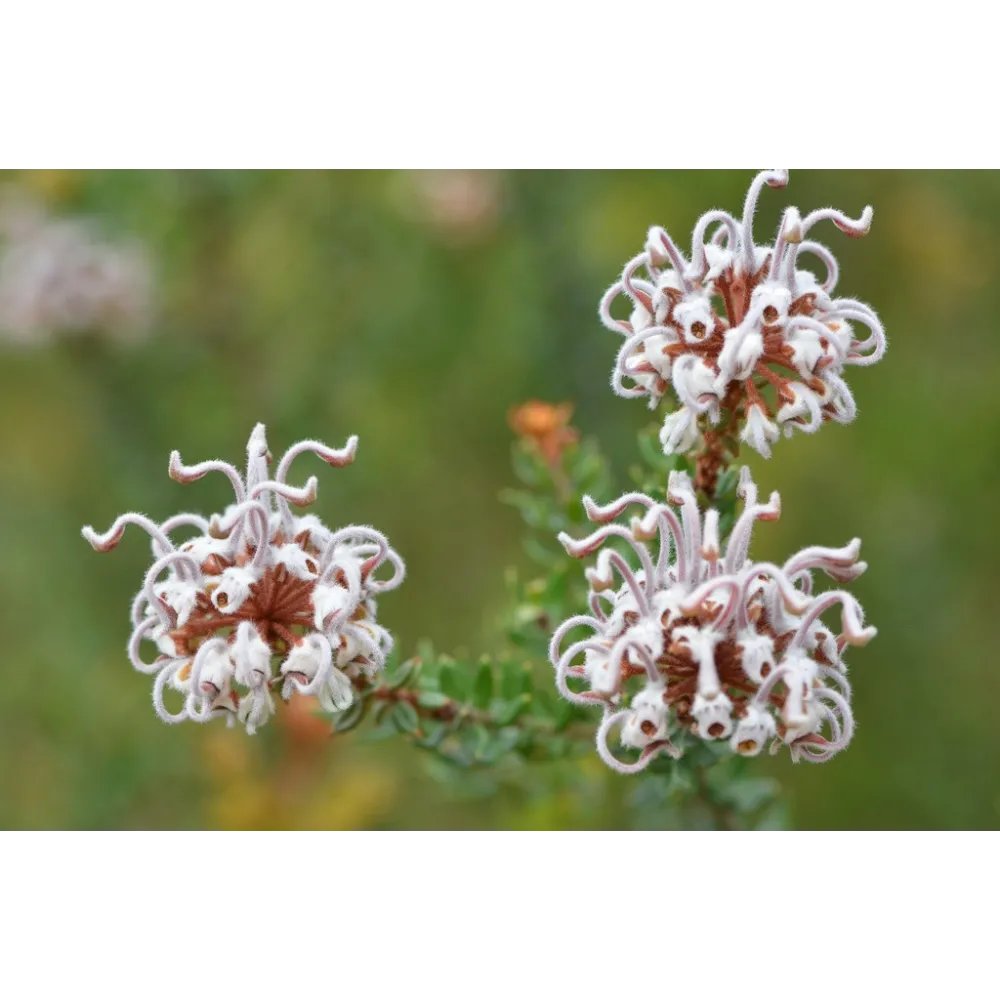 Australische Buschblüten-Einzelessenzen – Graue Spinnenblume 15 ml