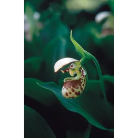 Essence simple Alaska -...