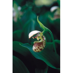 Essenza Singola dell'Alaska - Northern Lady's Slipper (Cypripedium passerinum) 7,4 ml